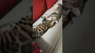 幸せそうに眠る猫たち【ベンガル猫】