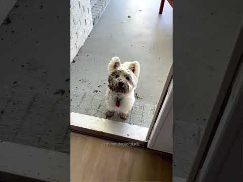 Funny and cute dogs compilation#cute#doglover#doglife#cure#dogshorts#pet#doglife#dogshorts