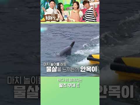 배 따라다니는 게 <strong>즐거운</strong> 애교쟁이 #TV동물농장