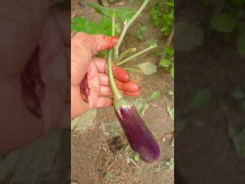 brinjal 🍆 || #garden #terrace #trending #shorts #fyp #plants #vegetables