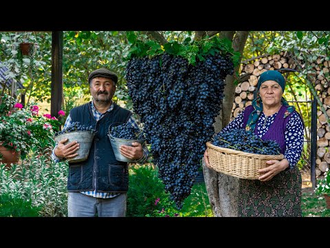 Discover How the REAL Grape Syrup Preparation in Azerbaijan!