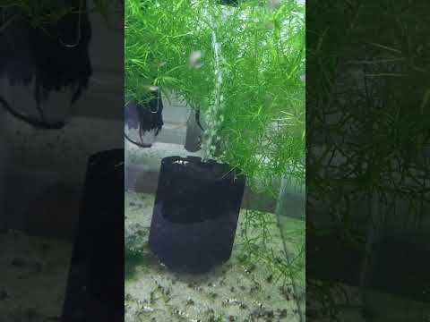 pure black line crystals #aquarium #fishkeeping #s 
