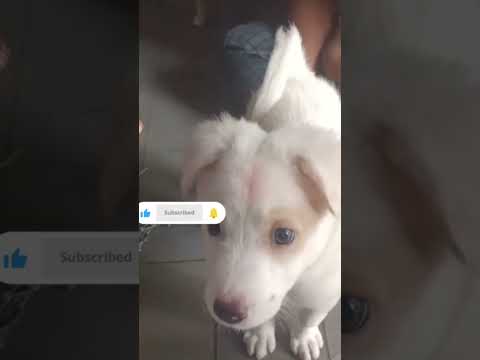 చిన్నచిరుచిరునవ్వులకన్న#chinnachiruchiru#priyaragalusonh#soundharyafans#dogfans#doglovers#shorts#ytr