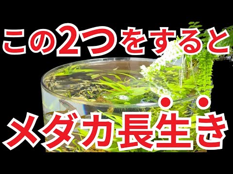 【寿命を2倍に!?】室内メダカが「1年で弱る」理由はこれでした