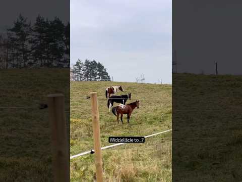 Spirit Najma Borton #konie #horse