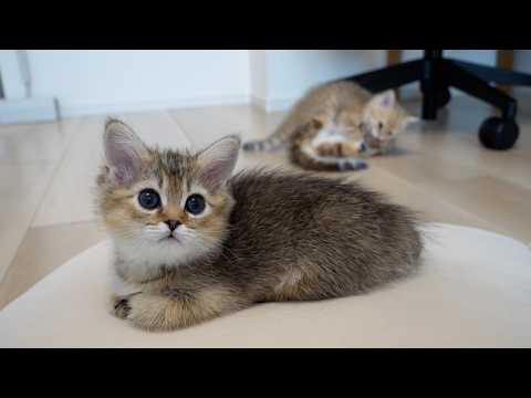 Cute kitten that doesn't care at all when fights break out...