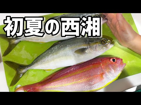 初夏の西湘で釣りをしたら、、、‼️😆🎣