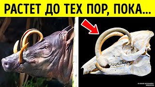 Самые опасные части тела в животном мире