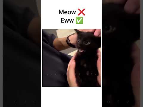 #cutecats #cats #kittens #kittenlove #pets #petlover #funnyanimals #memes #trending #fypシ