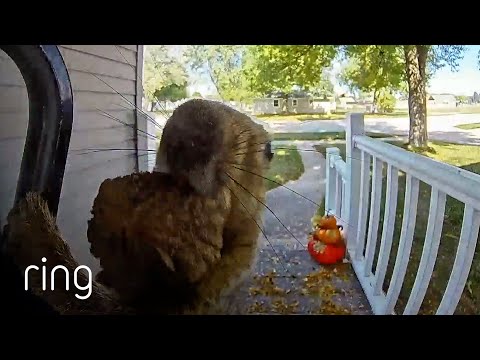 Squirrel Wanted to Make Sure the Ring Video Doorbell Captured Its Impressive Jump | RingTV