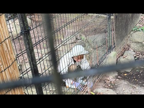 【LIVE】カピバラ capybara