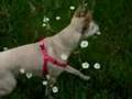 Sienna (Our American Dingo)