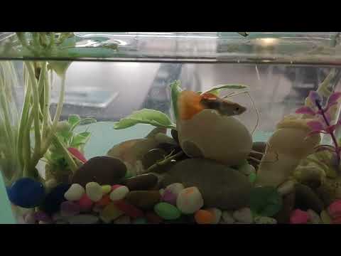 Blue Creek Trail - Dan Lebowitz | No Copyright Music | #freemusic #freeyoutubemusic #relaxingmusic