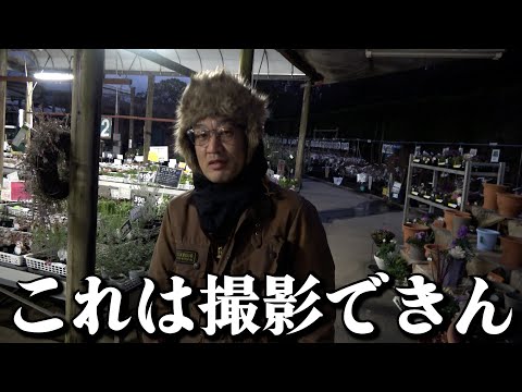 暗すぎ【カーメン君】【園芸】【ガーデニング】