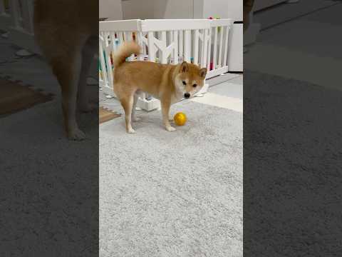 空気の抜けたボールが不思議のようです。 #柴犬 #犬 #shibainu #豆柴