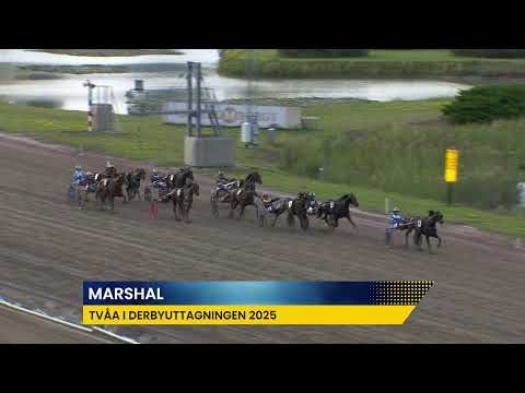 Uppsnack Solvalla Live 2025-08-23