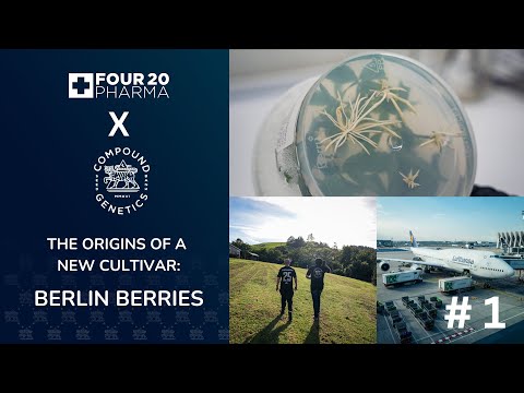 The origins of a new cultivar | 420 Pharma x Compound Genetics - Part 1