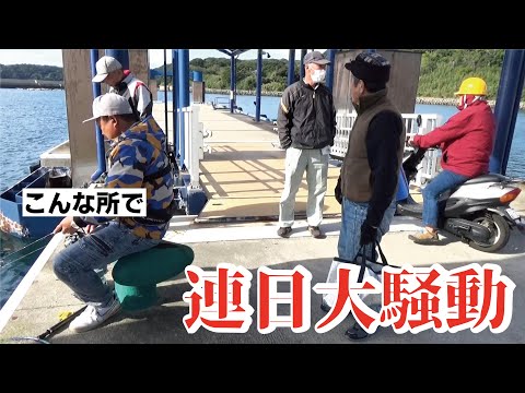 馬なみのパワーを持つ魚が連日大漁に釣れてフェリー乗場は大騒動！！！