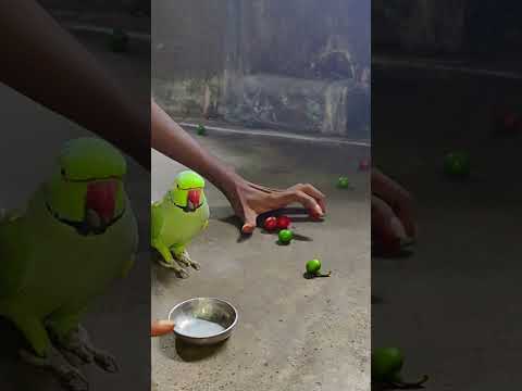 very angry 😡 parrot 🦜 #talkingparot #petbird #funny #shortvideo #angryparrot #shotsfeed #reels