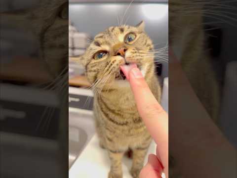 猫の動画サムネイル - お留守番猫たちと大喜びなパパ!! #shorts #猫 #cat
