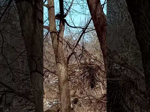 #baldeagle #wildlife #nature #eagleflying
