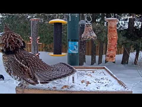 Ontario Feederwatch Cam Cornell Lab Bird Cams Cornell Lab Bird Cams