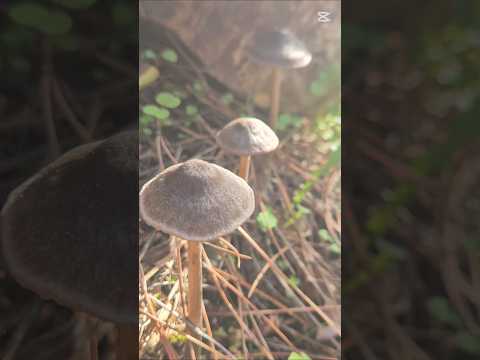 Ormanda kisa bir yürüyüş daha #trekking #mushroom #nature #doğa #mantar #walkingtour #gezencezve