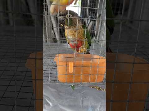 Rainy day Healthy breakfast for conures 🦜♥️#birds #pets #adorable #food #cockatiel #conure #cute