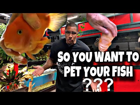 SO YOU WANT TO PET YOUR FISH???? SO YOU WANT TO PET YOUR FISH????

What’s up YouTube Fam! I have another video for you! This time w