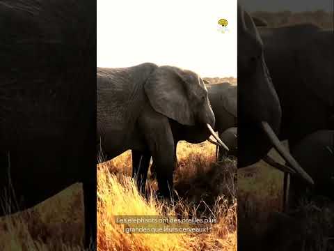 Faits Insolites n° 28 #faitsinsolites#leSavaisTu #incroyableMaisVrai#funfact#shorts