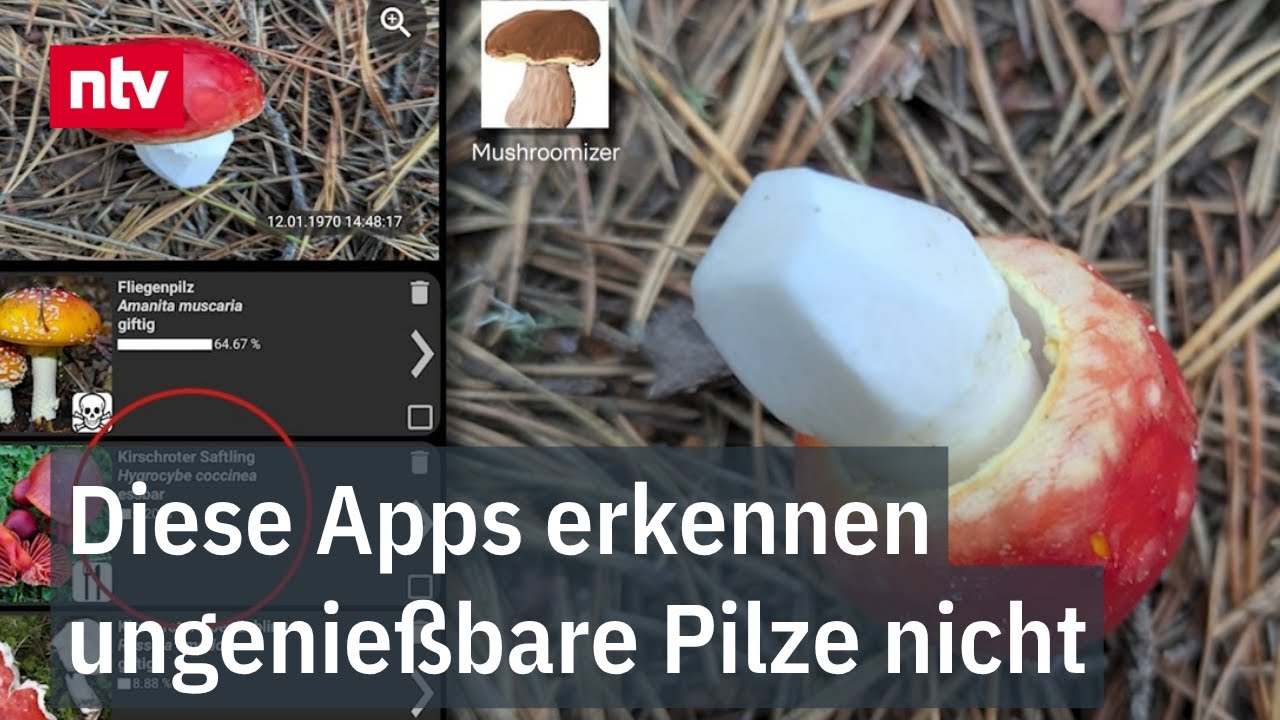 Diese Apps erkennen ungenießbare Pilze nicht - Tödlich oder essbar?
