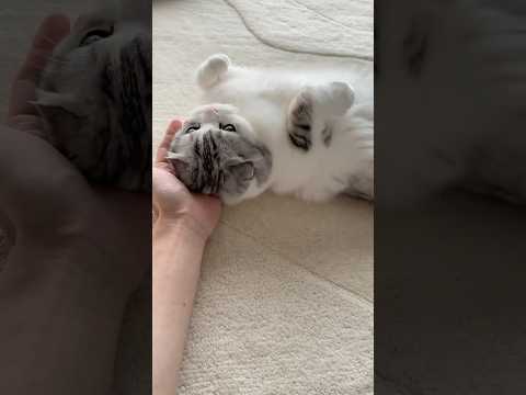 猫の動画サムネイル - 😽 #cat