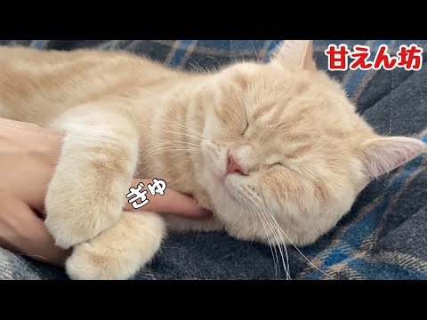 こたつに入るとママから離れなくなり甘えん坊になる猫…www Kotatsu cat ！Cute animals