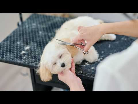 トリミング中にぐっすり眠ってしまう可愛すぎる子犬！生後4ヶ月マルプー初めてのトリミング