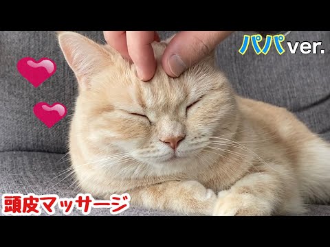 【猫マッサージ】パパの独特なマッサージにうっとりする猫…ww  Cat massage！Cute animals