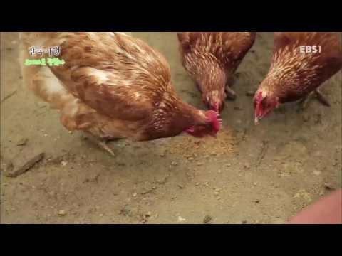 한국기행 - Korea travel_오지라도 괜찮아 4부 동물농장의 하루_#001