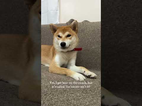 Yes ma’am 🫡🐶#shiba #shibainu #dog #puppy #cute #theshibedoge