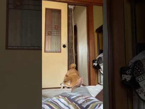 寝てる飼い主に猛烈アピールする柴犬 #柴犬 #shibainu