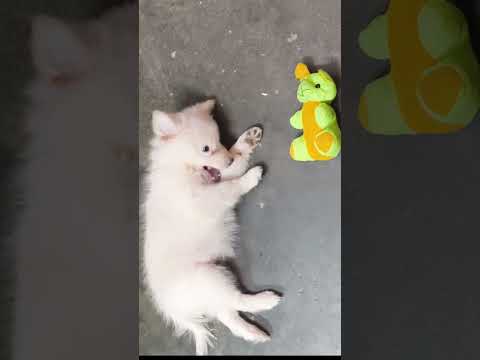 🤗😊🤣 #doglove #doglife #dogs #dogfunnyvideos