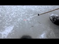 Ловля окуня по первому льду