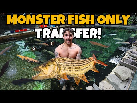 Moving MONSTER FISH into NEW POND!! (Scary) In today’s video, we visited @ohio-fish-rescue and location 1000 miles away from my home. They hav