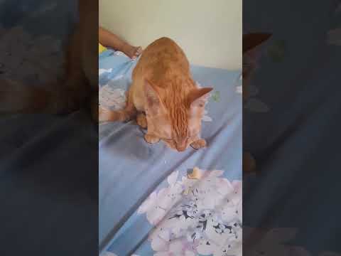 #cutecat #cute #cat #miawmiaw #petlover #everyone #fyp