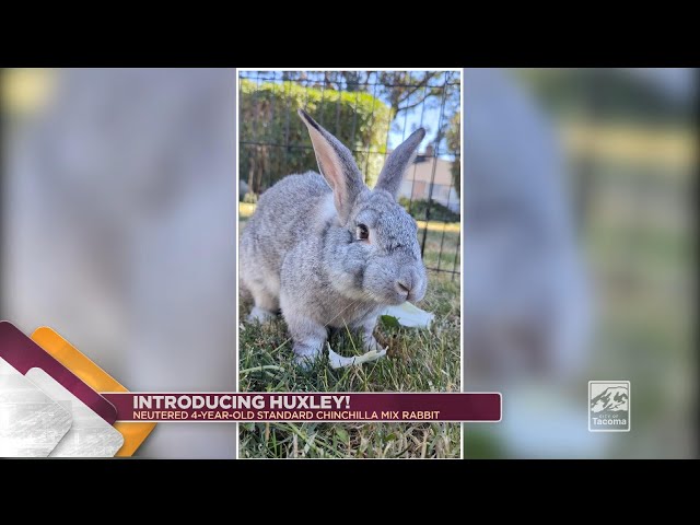 As the old saying goes – “everybunny needs somebunny sometimes” – and boy do we have the rabbit for YOU! Introducing Huxley! Huxley is a handsome neutered 4-year-old standard Chinchilla Mix rabbit who has the softest silver and white fur that perfect for petting!
If you’ve ever considered adopting a bunny, now’s a great time to “hop to it”! Rabbits like Huxley make great pets and are social animals who enjoy daily interaction and playtime with their owners. 
Huxley’s diet consists of greens, hay and cilantro as a treat. And guess what – are you looking for a cuddler? Well, you’re in luck! This sweet bunny loves a good snuggle. 
But don’t be fooled by this snugglebunny – this boy LOVES a good adventure! This curious rabbit enjoys a jaunt around the yard and loves to roam around his foster’s home. 
If you’re looking for a sweet and unbelievably soft bunny friend, Huxley is your guy!  

To learn more about Huxley – visit his profile at: thehumanesociety.org/adoptable-pet/HUXLEY

You can fill out your adoption application online so that you and Huxley can both live “hoppily ever after!”