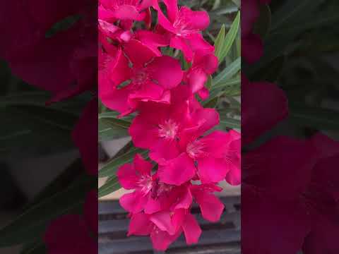 Oleander Flowers. it's beautiful flowers 😍#flower #sorts #youtubeshorts #beautiful