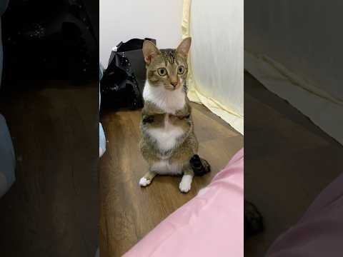 かわいい恐竜の腹部がハート型に！癒しの映像を楽しもう サムネイル