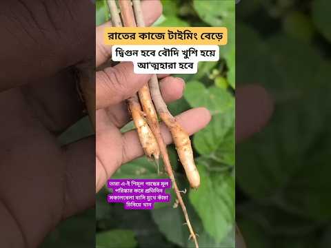 #plantsofindia #plants #shortvideo#gardenplants #garden การตอนมะละกอ โดยไม่ใช้ดิน ไม่ใช้ แกลบ.