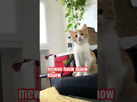 cat whatch tv bangla natok?