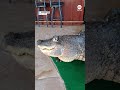 Authorities seize alligator kept illegally in New York home’s swimming pool  - 00:39 min - News - Video
