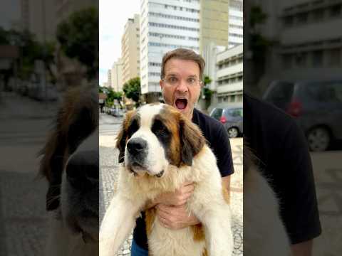 Valendo R$500! Só o seu cachorro obedecer a 3 comandos