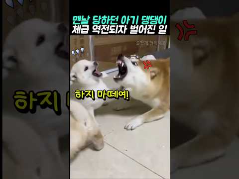<strong>맨날</strong> 당하던 아기 댕댕이.. 체급 역전되자 벌어진 일